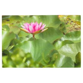 ピンクのスイレン メタルプリント