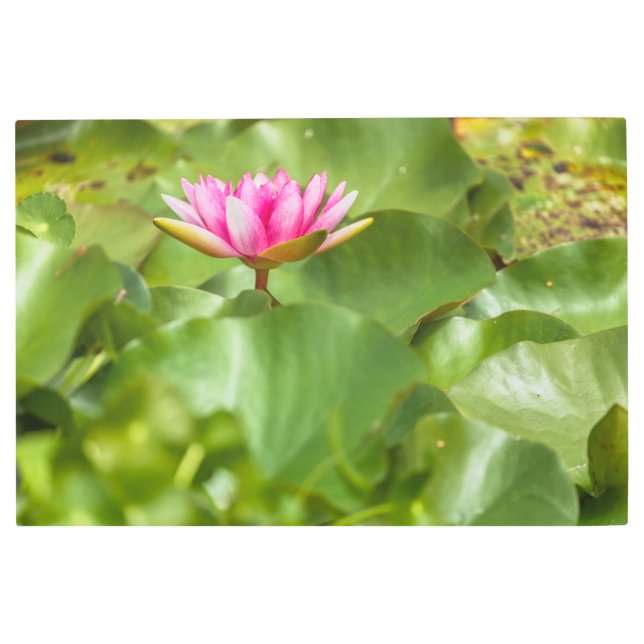 ピンクのスイレン メタルプリント (正面)