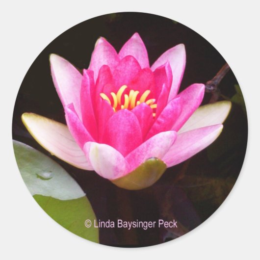 ピンクのスイレン ラウンドシール (正面)