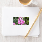 ピンクのスイートピーの多年生植物 ラベル (インサイチュ)