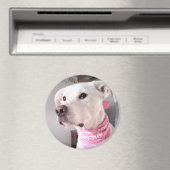 ピンクのスカーフを巻いたかわいい白い子犬の写真 マグネット (インサイチュ (食洗機))