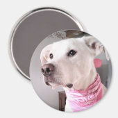 ピンクのスカーフを巻いたかわいい白い子犬の写真 マグネット (正面/裏面)