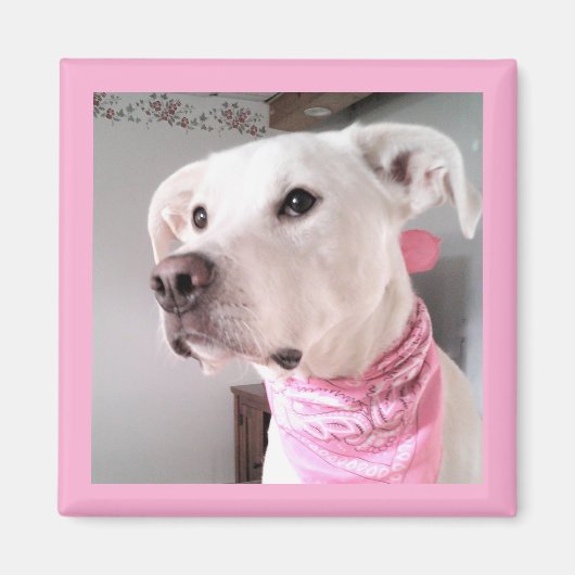 ピンクのスカーフを巻いたかわいい白犬の写真 マグネット (正面)