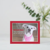 ピンクのスカーフを着た可愛い白犬レッドクリスマス シーズンポストカード (スタンド正面)