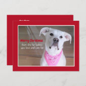 ピンクのスカーフを着た可愛い白犬レッドクリスマス シーズンポストカード (正面/裏面)