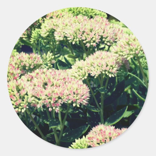 ピンクのセダムの花 ラウンドシール (正面)