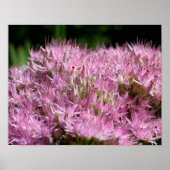 ピンクのセダム秋の花が閉まる ポスター (正面)