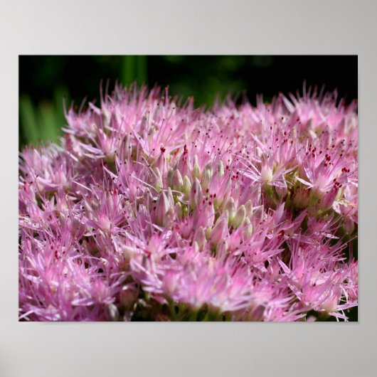 ピンクのセダム秋の花が閉まる ポスター (正面)