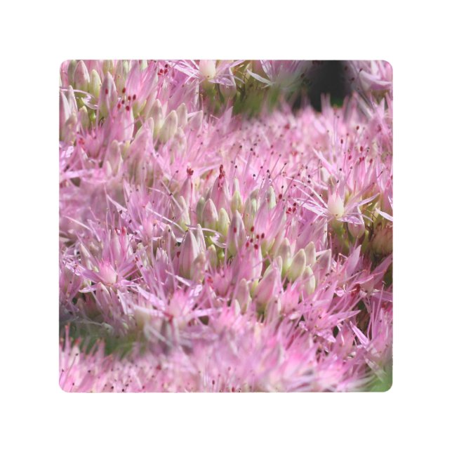ピンクのセダム秋の花 メタルプリント (正面)