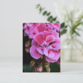 ピンクのゼラニウムの花の写真のポストカード ポストカード (スタンド正面)