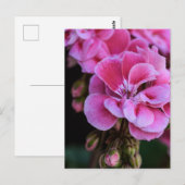ピンクのゼラニウムの花の写真のポストカード ポストカード (正面/裏面)