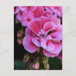 ピンクのゼラニウムの花の写真のポストカード ポストカード