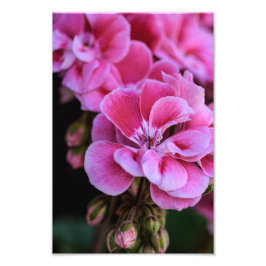ピンクのゼラニウムの花の写真プリント フォトプリント