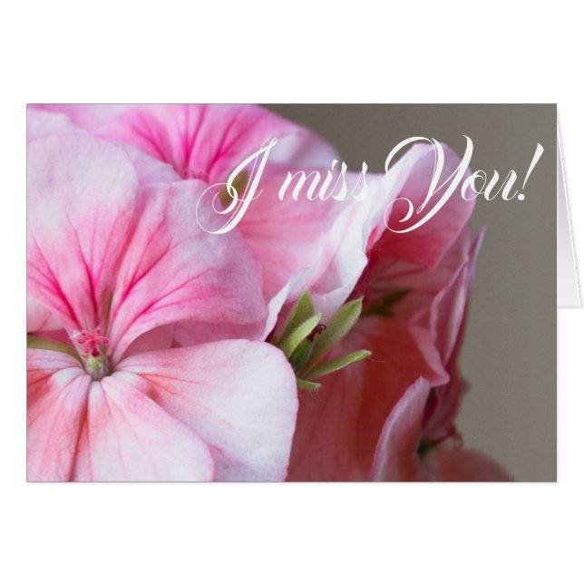 ピンクのゼラニウムの花 (正面横)