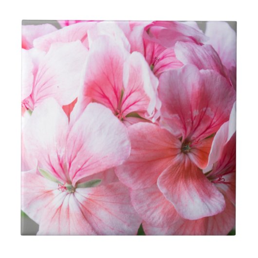 ピンクのゼラニウムの花 タイル (正面)