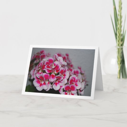 ピンクのゼラニウムの花、フラワーポートレート カード (正面)