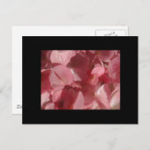 ピンクのゼラニウム:ほぼ無地のライトピンク ポストカード (正面/裏面)