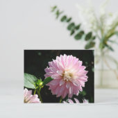 ピンクのダリアの花のポストカード  夏の花 ポストカード (スタンド正面)
