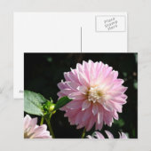 ピンクのダリアの花のポストカード  夏の花 ポストカード (正面/裏面)