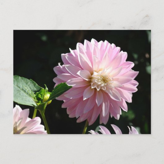 ピンクのダリアの花のポストカード  夏の花 ポストカード (正面)
