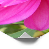 ピンクのダリアの花の写真 ポスター (角)