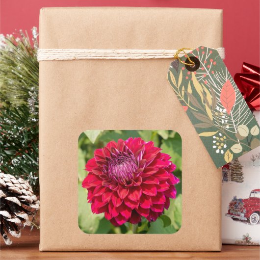 ピンクのダリアの花 スクエアシール (クリスマス)