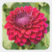 ピンクのダリアの花 スクエアシール (正面)