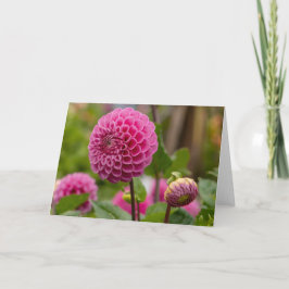 ピンクのダリア カード