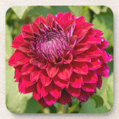 ピンクのダリア、美しい花の写真 コースター (正面)