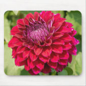 ピンクのダリア、美しい花の写真 マウスパッド (正面)