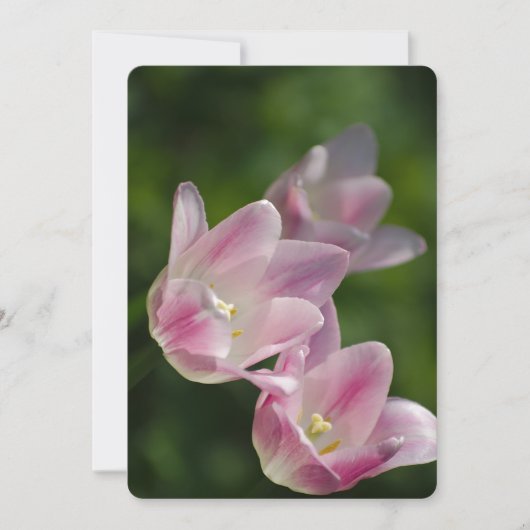 ピンクのチューリップの招待 招待状 (正面)