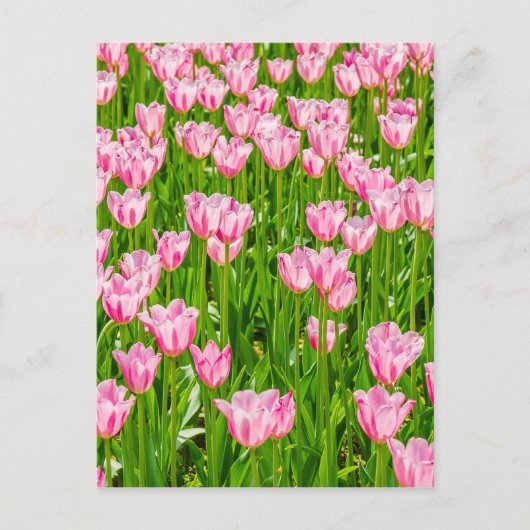 ピンクのチューリップの花のフィールド ポストカード (正面)