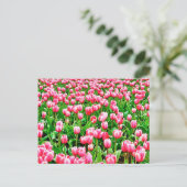 ピンクのチューリップの花畑 ポストカード (スタンド正面)