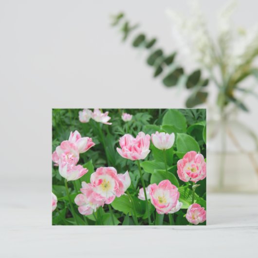ピンクのチューリップの花畑 ポストカード (スタンド正面)