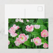 ピンクのチューリップの花畑 ポストカード (正面/裏面)