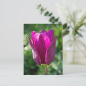 ピンクのチューリップの郵便はがき ポストカード (スタンド正面)