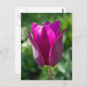 ピンクのチューリップの郵便はがき ポストカード (正面/裏面)
