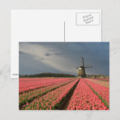 ピンクのチューリップを持つ春 ポストカード (正面/裏面)