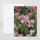 ピンクのチューリップフォトアート ポストカード (正面/裏面)