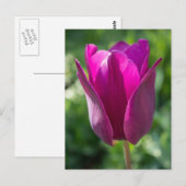 ピンクのチューリップフラワーフローラはがき ポストカード (正面/裏面)