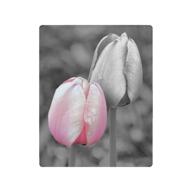ピンクのチューリップフラワーペアの部分色 メタルプリント (正面)