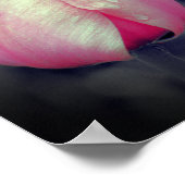 ピンクのチューリップペア黒と白の部分色 ポスター (角)