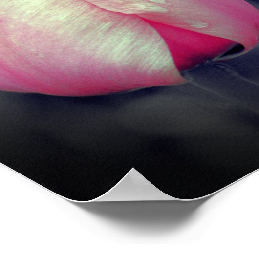 ピンクのチューリップペア黒と白の部分色 ポスター (角)