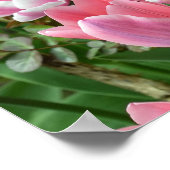 ピンクのチューリップ付きフィールド ポスター (角)