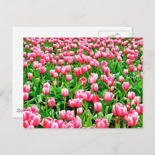 ピンクのチューリップ畑 ポストカード (正面/裏面)