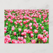 ピンクのチューリップ畑 ポストカード (正面)