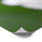 ピンクのチューリップ白い水仙 ポスター (角)