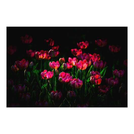 ピンクのチューリップ花 フォトプリント            (正面)
