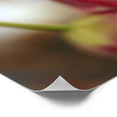 ピンクのチューリップ静物詩 ポスター (角)