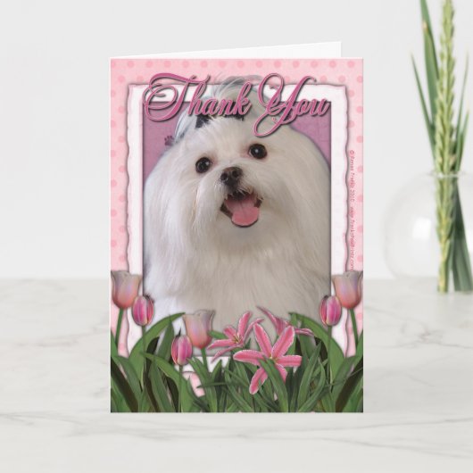 -ピンクのチューリップ-マルチーズありがとう サンキューカード (正面)